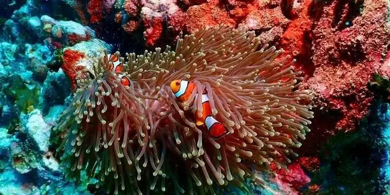 Dive Academy Phuket - Anemonen Reef