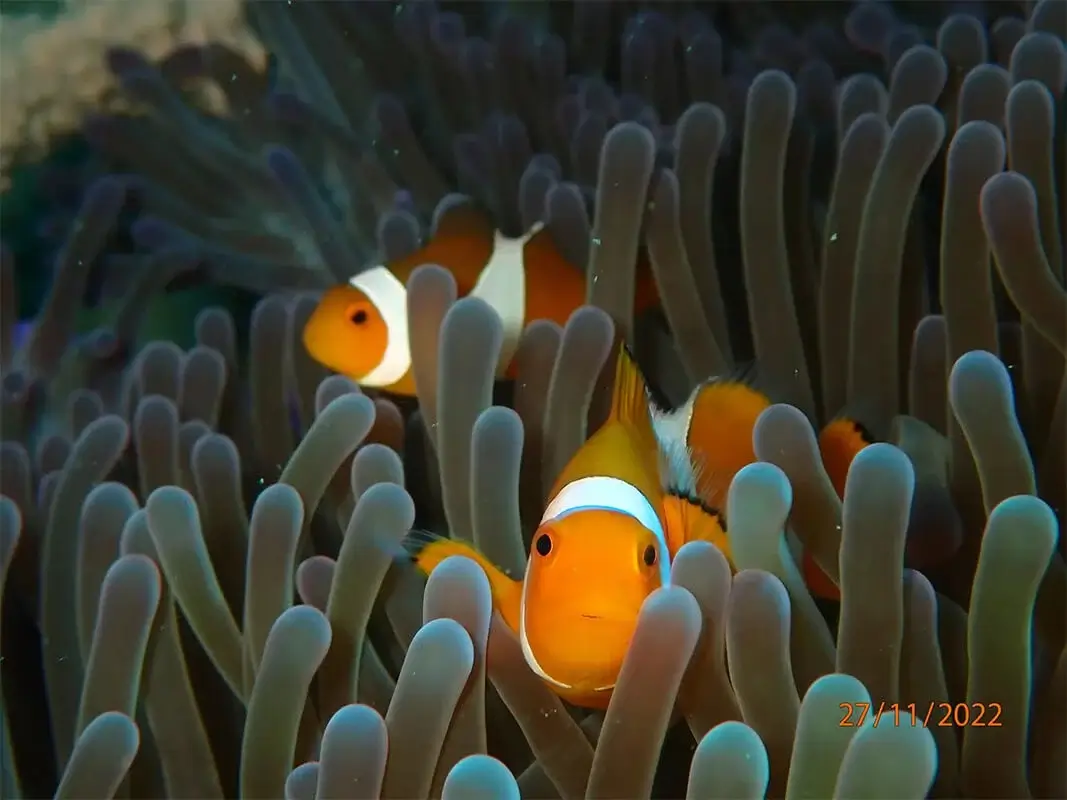 Dive Academy Phuket - Boat Day Trips Thumbnail Dive Academy Phuket - Boat Day Trips Thumbnail