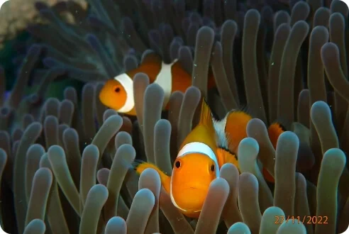 Dive Academy Phuket - Boat day Trips