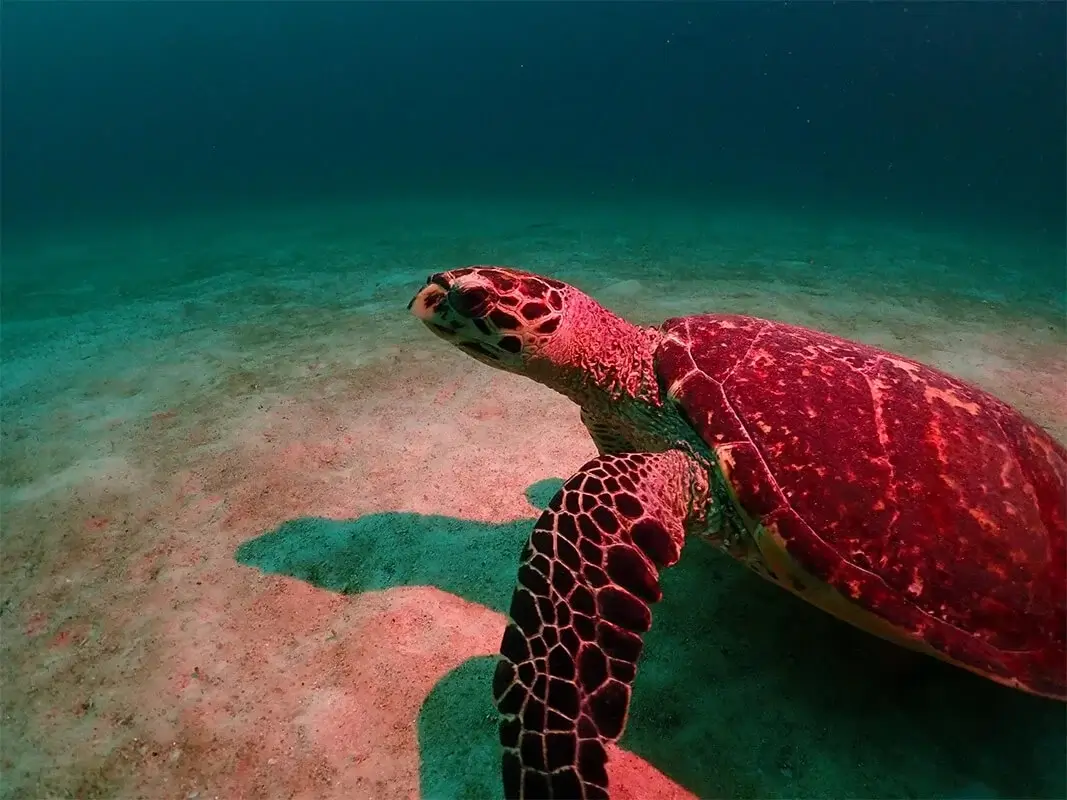 Dive Academy Phuket - Dive Safaris Thumbnail Dive Academy Phuket - Dive Safaris Thumbnail