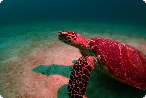 Dive Academy Phuket - Dive Safaris