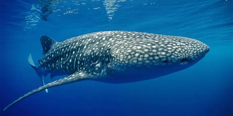 Dive Academy Phuket - Hin Daeng-Hin Muang