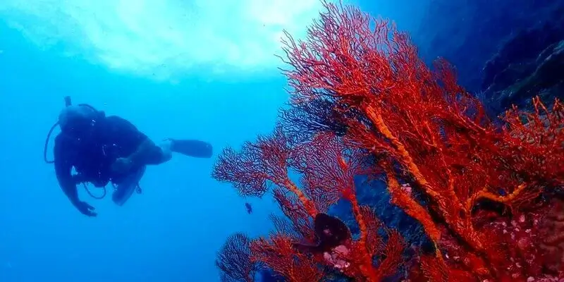 Dive Academy Phuket - Koh Doc Mai
