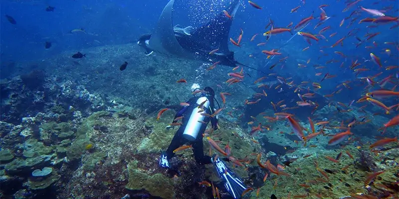 Dive Academy Phuket - Koh Tachai