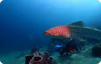 Dive Academy Phuket - Open Water Diver