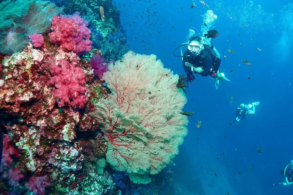 Dive Academy Phuket - PADI Courses Thumbnail Dive Academy Phuket - PADI Courses Thumbnail