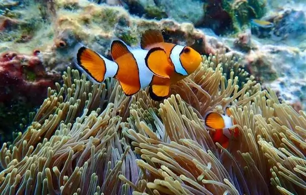 Dive Academy Phuket - PADI Divemaster Clown Fish Dive Academy Phuket - PADI Divemaster Clown Fish