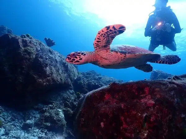 Dive Academy Phuket - PADI Divemaster Turtle Dive Academy Phuket - PADI Divemaster Turtle