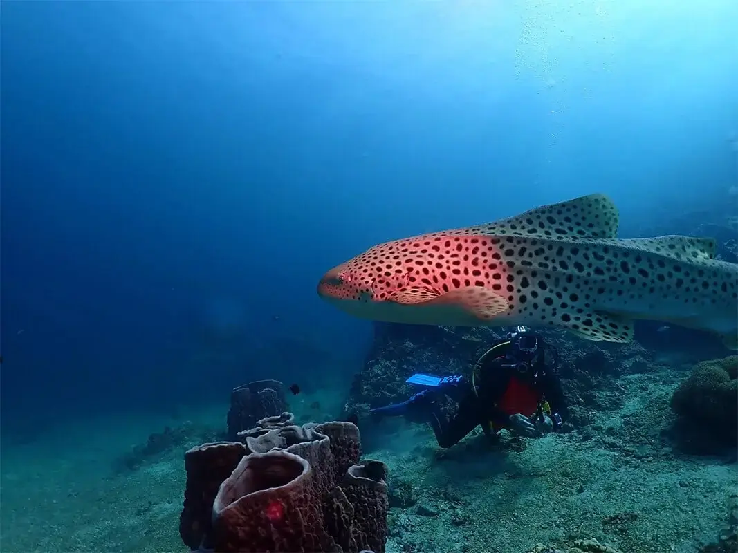 Dive Academy Phuket - PADI Open Water Diver OWD Thumbnail Dive Academy Phuket - PADI Open Water Diver OWD Thumbnail