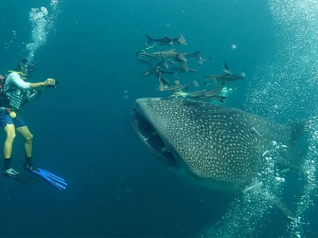Dive Academy Phuket - PADI Specialities Thumbnail Dive Academy Phuket - PADI Specialities Thumbnail