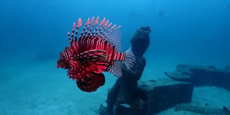 Dive Academy Phuket - Phi Phi