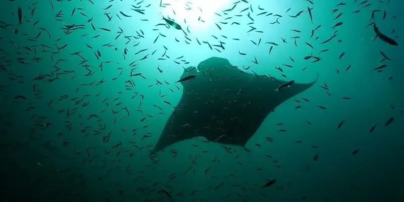 Dive Academy Phuket - Racha Noi