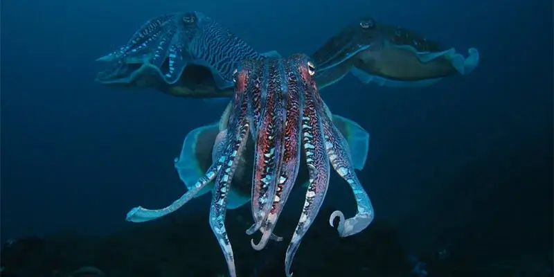 Dive Academy Phuket - Richelieu Rock