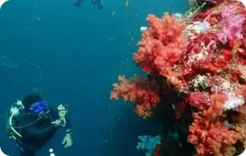 Dive Academy Phuket - Scuba Diver