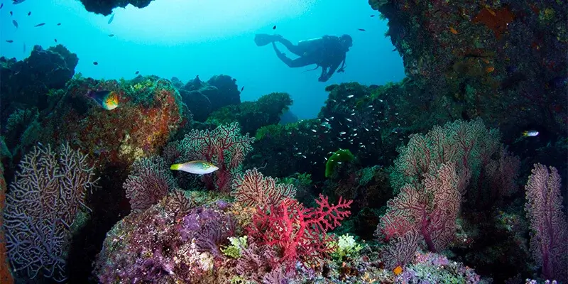 Dive Academy Phuket - Similan Islands