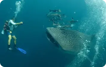 Dive Academy Phuket - Specialities