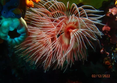 Dive Academy Phuket - Underwater 01