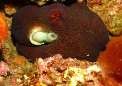 Dive Academy Phuket - Underwater 02