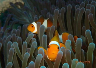 Dive Academy Phuket - Underwater 03