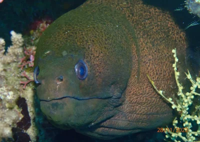 Dive Academy Phuket - Underwater 04