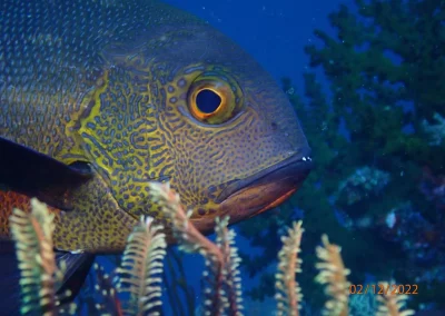 Dive Academy Phuket - Underwater 05