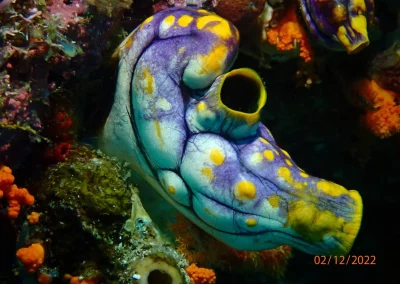 Dive Academy Phuket - Underwater 06