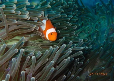 Dive Academy Phuket - Underwater 07