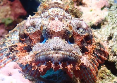 Dive Academy Phuket - Underwater 08