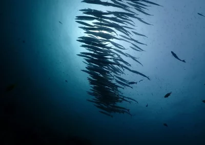 Dive Academy Phuket - Underwater 09