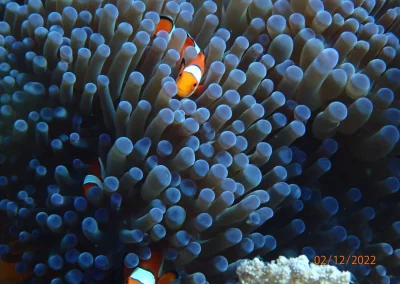 Dive Academy Phuket - Underwater 10