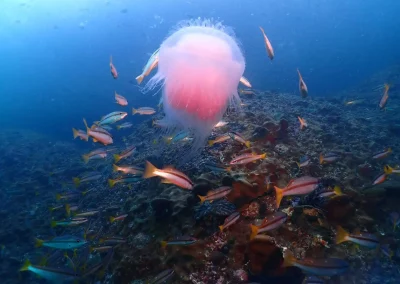 Dive Academy Phuket - Underwater 100