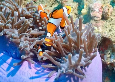 Dive Academy Phuket - Underwater 101