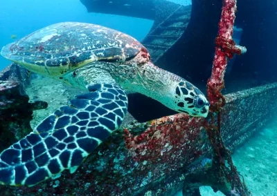 Dive Academy Phuket - Underwater 104