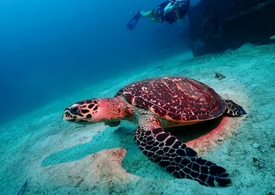 Dive Academy Phuket - Underwater 105