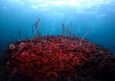 Dive Academy Phuket - Underwater 106