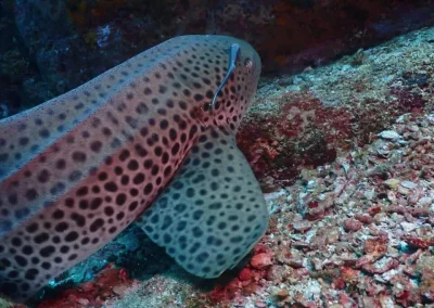 Dive Academy Phuket - Underwater 108