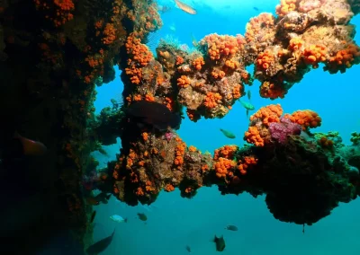 Dive Academy Phuket - Underwater 109