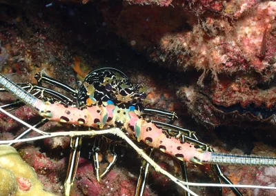 Dive Academy Phuket - Underwater 11