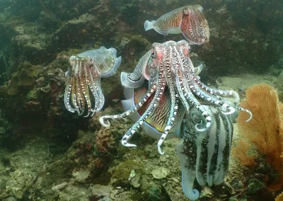 Dive Academy Phuket - Underwater 110