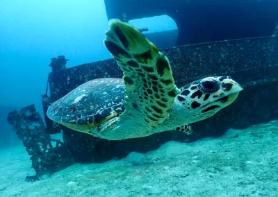 Dive Academy Phuket - Underwater 111