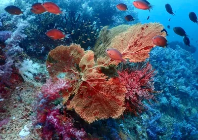 Dive Academy Phuket - Underwater 112