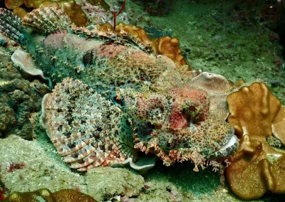 Dive Academy Phuket - Underwater 113