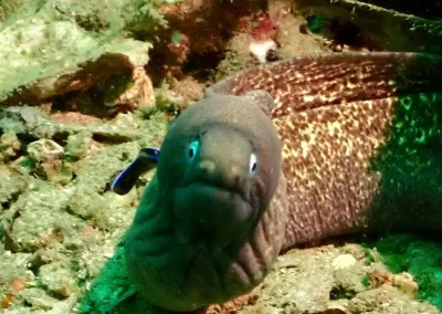 Dive Academy Phuket - Underwater 114