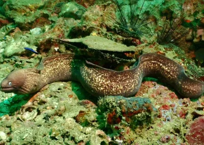 Dive Academy Phuket - Underwater 115