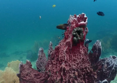 Dive Academy Phuket - Underwater 116