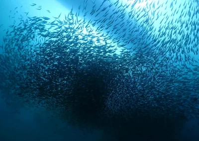Dive Academy Phuket - Underwater 117