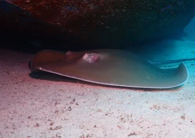 Dive Academy Phuket - Underwater 118