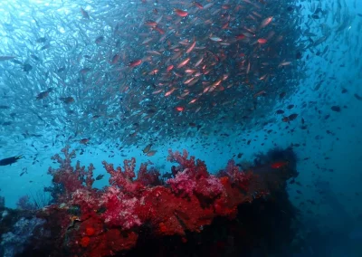 Dive Academy Phuket - Underwater 119