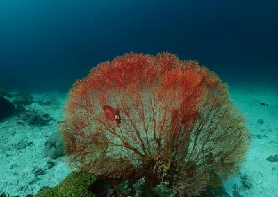 Dive Academy Phuket - Underwater 12