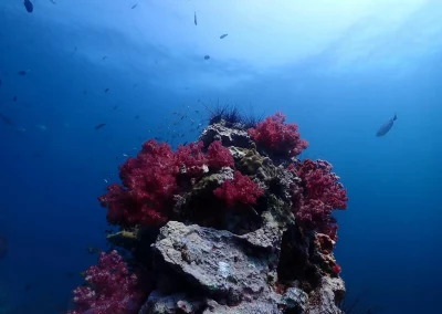 Dive Academy Phuket - Underwater 120